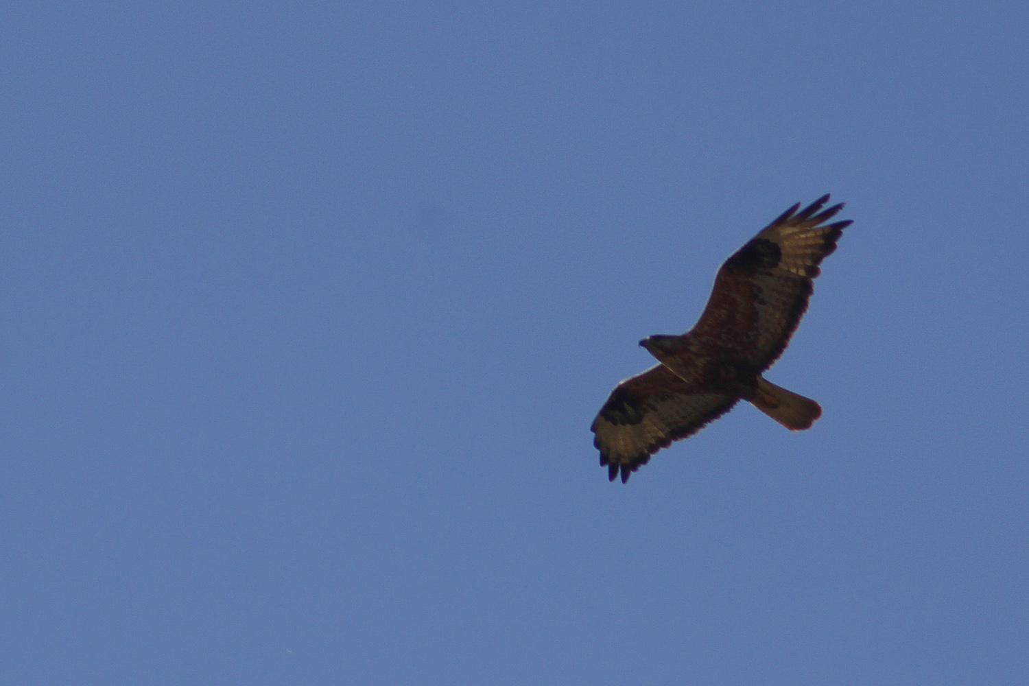 Long-legged Buzzard